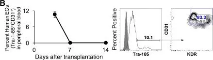 Fig.2.B showing Flow cytometry/Cell sorting in a Macaca mulatta (Rhesus Monkey) sample from the publication: Endothelial Cells Promote Expansion of Long-Term Engrafting Marrow Hematopoietic Stem and Progenitor Cells in Primates.