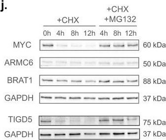 Fig.4.J showing Western Blotting from the publication: Quantitative mapping of proteasome interactomes and substrates using ProteasomeID.