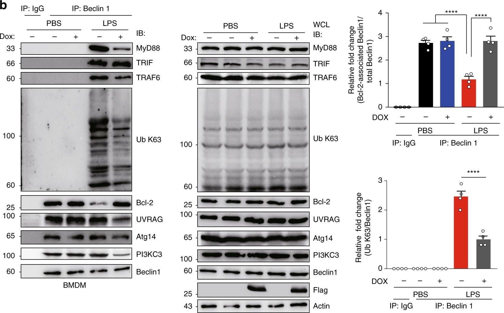 Fig.2.B showing Western Blotting from the publication: A truncating mutation in the autophagy gene UVRAG drives inflammation and tumorigenesis in mice.