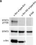 Fig.3.B showing Western Blotting from the publication: Tyrosine 416 is phosphorylated in the closed, repressed conformation of c-Src.