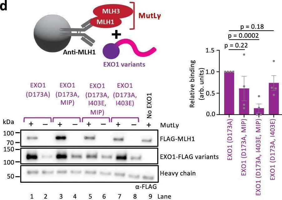 Fig.2.D showing Western Blotting from the publication: EXO1 promotes the meiotic MLH1-MLH3 endonuclease through conserved interactions with MLH1, MSH4 and DNA.