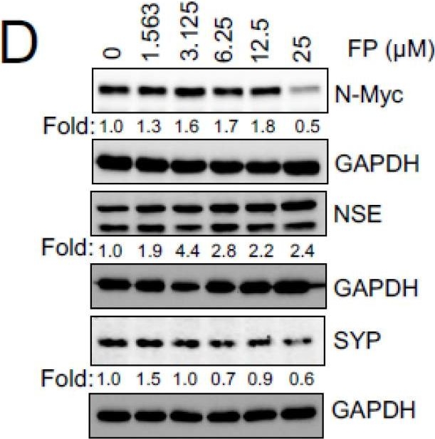 Fig.3.D showing Western Blotting in a Mus musculus (House mouse) sample from the publication: A Drug Repurposing Screen Identifies Fludarabine Phosphate as a Potential Therapeutic Agent for N-MYC Overexpressing Neuroendocrine Prostate Cancers.