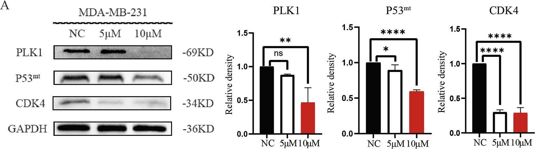 Fig.10.A showing Western Blotting in a Homo sapiens (Human) sample from the publication: Dehydrodiisoeugenol targets the PLK1-p53 axis to inhibit breast cancer cell cycle.