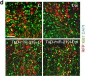 Fig.6.D showing Immunohistochemistry-immunofluorescence in a Mus musculus (House mouse) sample from the publication: The TLX-miR-219 cascade regulates neural stem cell proliferation in neurodevelopment and schizophrenia iPSC model.