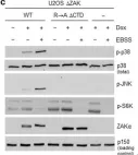 Fig.1.C showing Western Blotting in a Homo sapiens (Human) sample from the publication: Computational and Functional Analysis of Structural Features in the ZAKα Kinase.