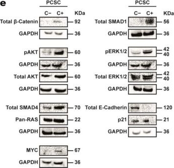 Fig.1.E showing Western Blotting from the publication: MicroRNAs Let-7b-5p and miR-24-3p as Potential Therapeutic Agents Targeting Pancreatic Cancer Stem Cells.