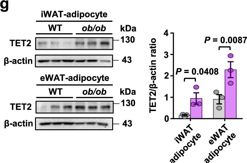 Fig.2.G showing Western Blotting in a Mus musculus (House mouse) sample from the publication: A negative feedback loop between TET2 and leptin in adipocyte regulates body weight.