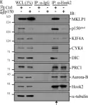 Fig.9.E showing Western Blotting in a Homo sapiens (Human) sample from the publication: The dynein adaptor Hook2 plays essential roles in mitotic progression and cytokinesis.