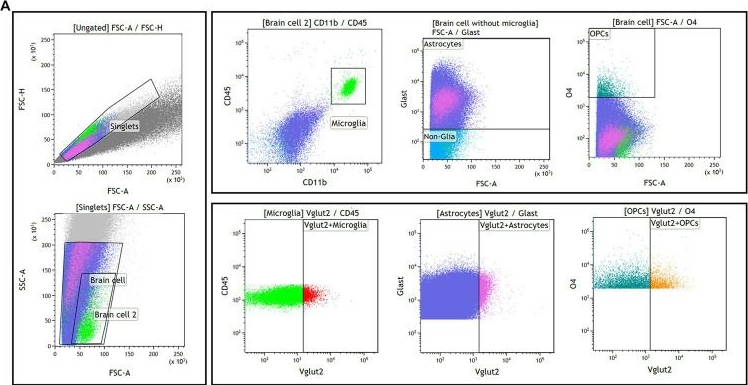 Fig.4.A showing Flow cytometry/Cell sorting from the publication: Replenished microglia partially rescue schizophrenia-related stress response.