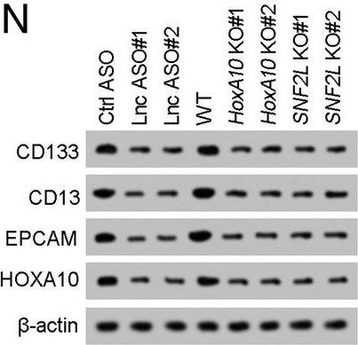 Fig.6.N showing Western Blotting in a Homo sapiens (Human) sample from the publication: LncHOXA10 drives liver TICs self-renewal and tumorigenesis via HOXA10 transcription activation.