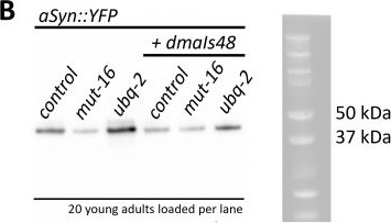 Fig.6.B showing Western Blotting in a Caenorhabditis elegans sample from the publication: Fluorescent reporter of Caenorhabditis elegans Parkin: Regulators of its abundance and role in autophagy-lysosomal dynamics.