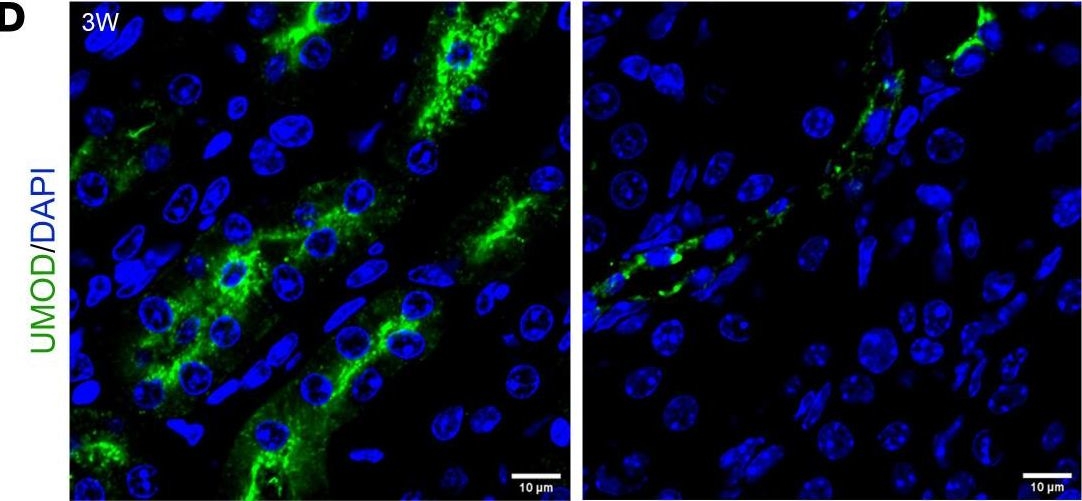 Fig.9.D showing Immunohistochemistry-immunofluorescence in a Mus musculus (House mouse) sample from the publication: ZEB2 controls kidney stromal progenitor differentiation and inhibits abnormal myofibroblast expansion and kidney fibrosis.