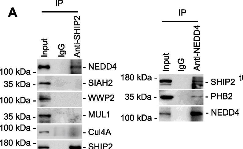 Fig.6.A showing Western Blotting in a Homo sapiens (Human) sample from the publication: PHB2 promotes SHIP2 ubiquitination via the E3 ligase NEDD4 to regulate AKT signaling in gastric cancer.