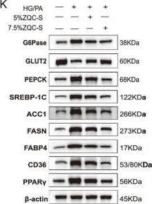 Fig.4.K showing Western Blotting from the publication: Zhaqu compound improves glucose and lipid metabolism in T2DM with MASLD by modulating gut microbiota and PPARγ.