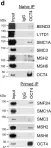 Fig.1.D showing Western Blotting in a Homo sapiens (Human) sample from the publication: OCT4 cooperates with distinct ATP-dependent chromatin remodelers in naïve and primed pluripotent states in human.