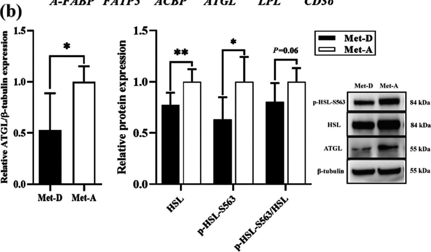 Fig.5.B showing Western Blotting in an Anas platyrhynchos (Duck) sample from the publication: Dietary methionine deficiency stunts growth and increases fat deposition via suppression of fatty acids transportation and hepatic catabolism in Pekin ducks.