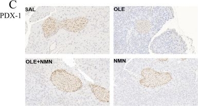 Fig.6.C showing Immunohistochemistry in a Mus musculus (House mouse) sample from the publication: Nicotinamide Mononucleotide Prevents Free Fatty Acid-Induced Reduction in Glucose Tolerance by Decreasing Insulin Clearance.