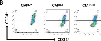 Fig.2.B showing Flow cytometry/Cell sorting in a Mus musculus (House mouse) sample from the publication: Macrophage extracellular vesicle-packaged miR-23a-3p impairs maintenance and angiogenic capacity of human endothelial progenitor cells in neonatal hyperoxia-induced lung injury.