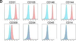 Fig.1.D showing Flow cytometry/Cell sorting in a Homo sapiens (Human) sample from the publication: Potential long-term treatment of hemophilia A by neonatal co-transplantation of cord blood-derived endothelial colony-forming cells and placental mesenchymal stromal cells.