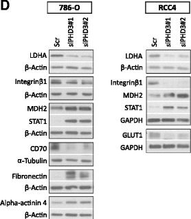 Fig.1.D showing Western Blotting in a Homo sapiens (Human) sample from the publication: HIF prolyl hydroxylase PHD3 regulates translational machinery and glucose metabolism in clear cell renal cell carcinoma.