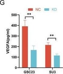 Fig.2.G showing Enzyme-linked immunosorbent assay from the publication: KIF4A Promotes Glioblastoma Malignant Progression and Transmission of Temozolomide Resistance in the Tumor Microenvironment via the HIF1A/VEGFA Axis.