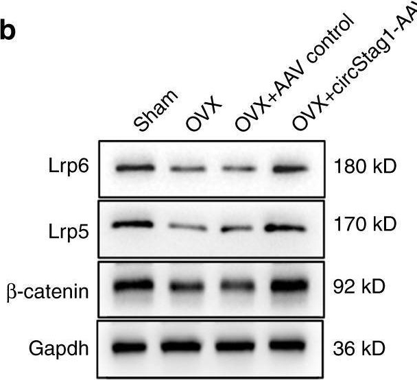 Fig.7.B showing Western Blotting in a Rattus norvegicus (Rat) sample from the publication: Circular RNA circStag1 promotes bone regeneration by interacting with HuR.