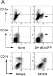 Fig.1.A showing Flow cytometry/Cell sorting in a Homo sapiens (Human) sample from the publication: Dermal-type macrophages expressing CD209/DC-SIGN show inherent resistance to dengue virus growth.