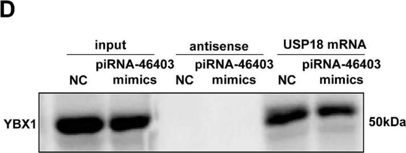 Fig.9.D showing Western Blotting from the publication: piRNA-46403 Promotes Sertoli Cell Ferroptosis via Disrupting m5C-dependent USP18 mRNA Stabilization in Varicocele-mediated Infertility.