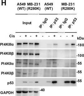 Fig.4.H showing Western Blotting in a Mus musculus (House mouse) sample from the publication: Lipid transfer proteins and PI4KIIα initiate nuclear p53-phosphoinositide signaling.