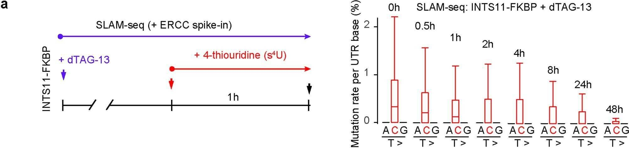 Fig.10.A from the publication: H3K4me3 regulates RNA polymerase II promoter-proximal pause-release.
