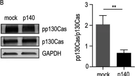 Fig.3.B showing Western Blotting from the publication: The SRCIN1/p140Cap adaptor protein negatively regulates the aggressiveness of neuroblastoma.