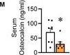 Fig.1.M showing Enzyme-linked immunosorbent assay from the publication: Imbalanced Skeletal Muscle Mitochondrial Proteostasis Causes Bone Loss.