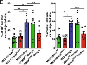 Fig.6.E from the publication: VPS35 and α-Synuclein fail to interact to modulate neurodegeneration in rodent models of Parkinson's disease.