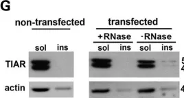 Fig.2.G showing Western Blotting from the publication: Multistep process of FUS aggregation in the cell cytoplasm involves RNA-dependent and RNA-independent mechanisms.