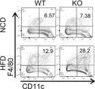 Fig.3.C showing Flow cytometry/Cell sorting in a Mus musculus (House mouse) sample from the publication: GPR92 activation in islet macrophages controls β cell function in a diet-induced obesity model.