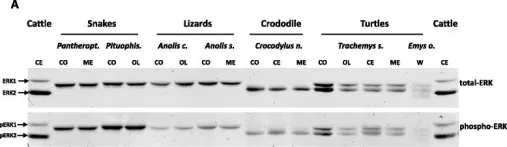 Fig.3.A showing Western Blotting from the publication: ERK1 and ERK2 present functional redundancy in tetrapods despite higher evolution rate of ERK1.