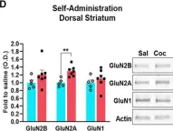 Fig.4.D showing Western Blotting from the publication: Cocaine-Induced Synaptic Redistribution of NMDARs in Striatal Neurons Alters NMDAR-Dependent Signal Transduction.