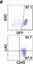 Fig.3.D showing Flow cytometry/Cell sorting in a Mus musculus (House mouse) sample from the publication: Conversion of placental hemogenic endothelial cells to hematopoietic stem and progenitor cells.
