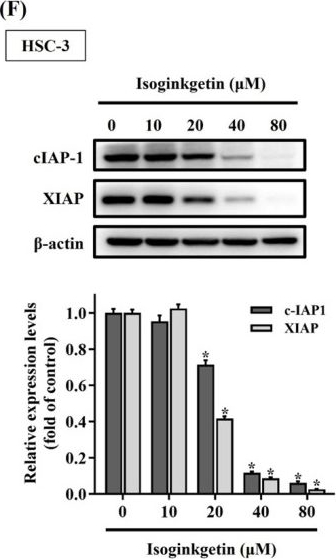 Fig.3.F showing Western Blotting from the publication: Isoginkgetin Induces Caspase Cascade Activation and Cell Apoptosis via JNK Signaling in Oral Cancer.