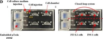 Fig.1.D from the publication: Modeling Adipokine and Insulin-Mediated Crosstalk Between Adipocytes and Beta Cells Using Flow-Enabled Microfluidics.