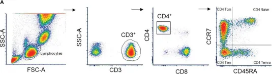 Fig.3.A showing Flow cytometry/Cell sorting from the publication: Effector T cell chemokine IP-10 predicts cardiac recovery and clinical outcomes post-myocardial infarction.