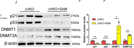Fig.6.J showing Western Blotting from the publication: VDR-Spermidine Axis Protects Against Age-Related Granulosa Cell Dysfunction and Follicular Decline via DNMTs-Mediated p53 Methylation.