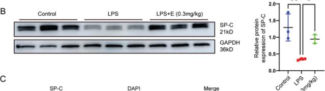 Fig.2.B showing Western Blotting from the publication: Endocan attenuates LPS-induced alveolar type II cells injury through PI3K/Akt/mTOR pathway.
