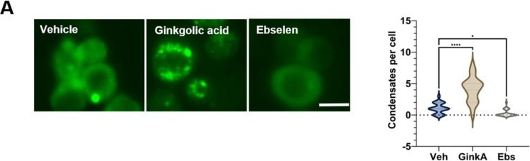 Fig.1.A from the publication: SARS-CoV-2 Nucleocapsid Protein Induces Tau Pathological Changes That Can Be Counteracted by SUMO2.