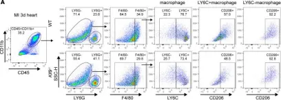 Fig.6.A showing Flow cytometry/Cell sorting in a Mus musculus (House mouse) sample from the publication: Klf9 promotes the repair of myocardial infarction by regulating macrophage recruitment and polarization.