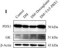 Fig.8.I showing Western Blotting from the publication: TAT-PBX1 Reverses Hyperglycemia Through β-Cell Regeneration and Functional Restoration in an STZ-Induced Diabetic Model.