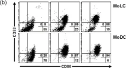 Fig.1.B showing Flow cytometry/Cell sorting from the publication: In Vitro Induction of T Helper 17 Cells by Synergistic Activation of Human Monocyte-Derived Langerhans Cell-Like Cells with Bacterial Agonists.