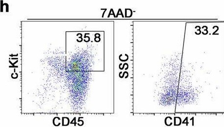 Fig.4.H showing Flow cytometry/Cell sorting in a Mus musculus (House mouse) sample from the publication: Conversion of placental hemogenic endothelial cells to hematopoietic stem and progenitor cells.