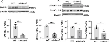 Fig.1.C showing Western Blotting from the publication: CRISPR-mediated Bmpr2 point mutation exacerbates late pulmonary vasculopathy and reduces survival in rats with experimental pulmonary hypertension.