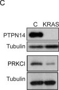 Fig.6.C showing Western Blotting in a Homo sapiens (Human) sample from the publication: A proximity proteomics screen in three-dimensional spheroid cultures identifies novel regulators of lumen formation.